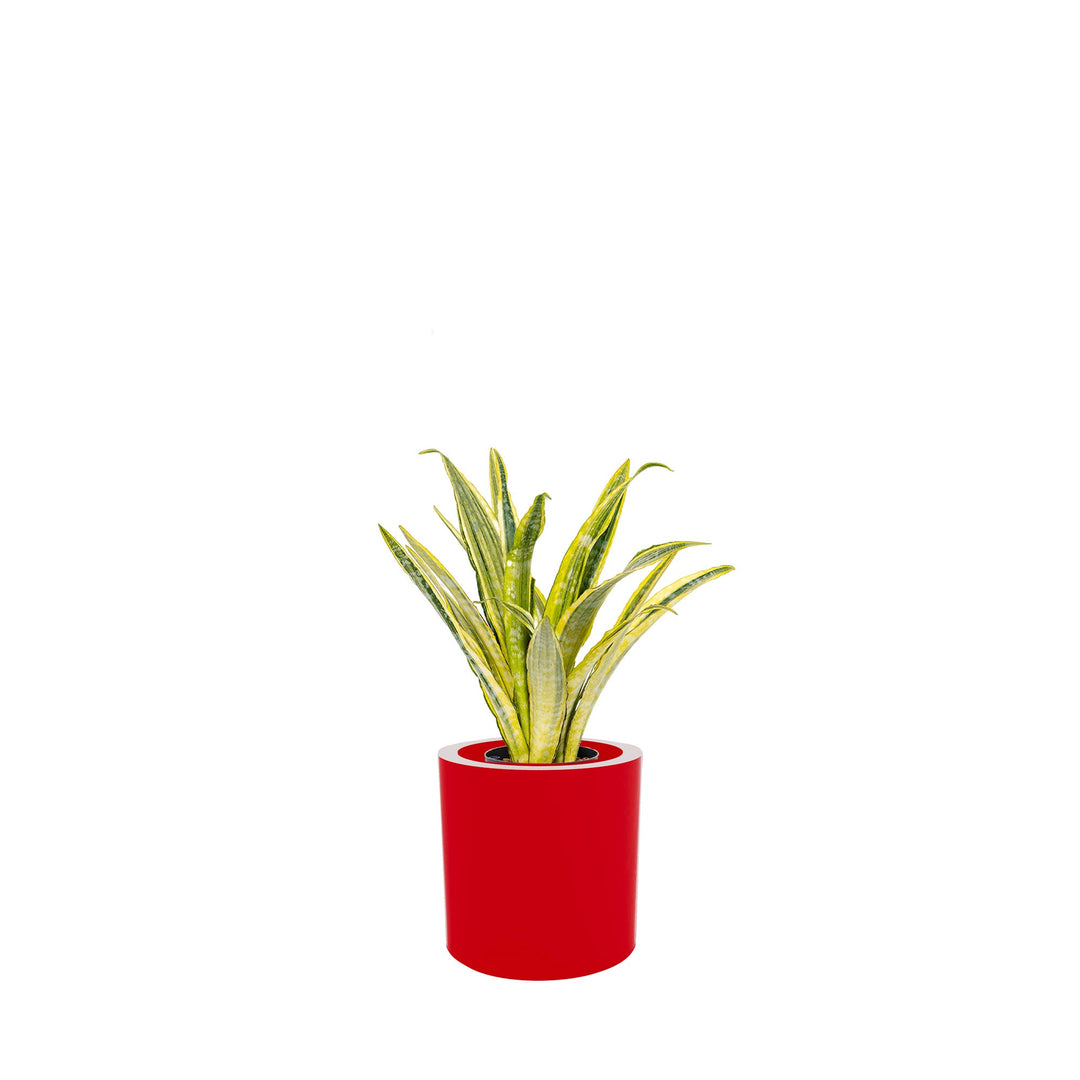 Sansevieria Cilindro30 PLANTES ET POTS DE BUREAUX Location/Entretien (HT/mois) Rouge 