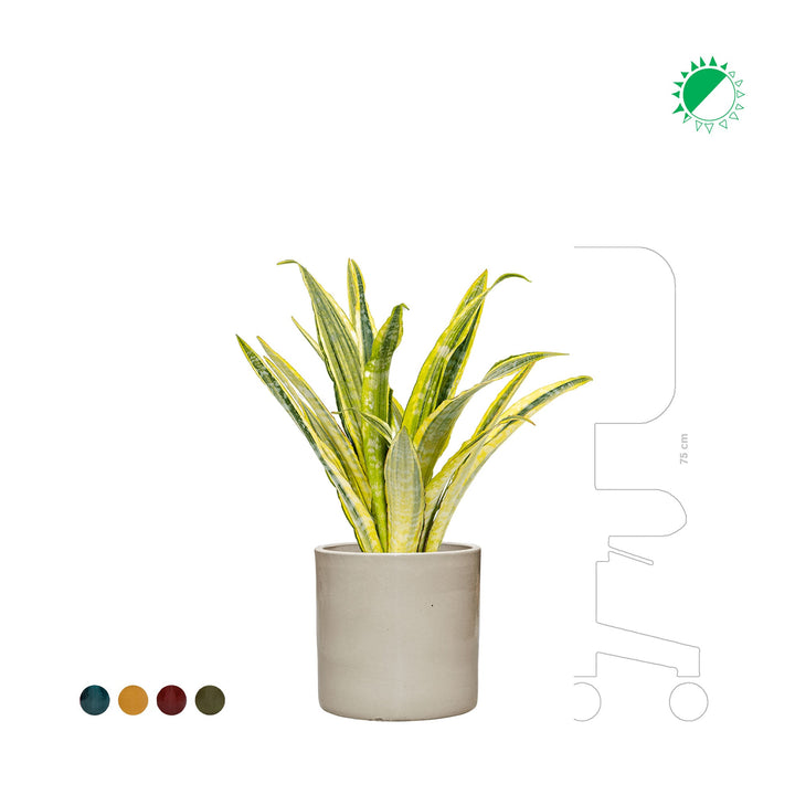 Sansevieria Cylinder30 PLANTES ET POTS DE BUREAUX 