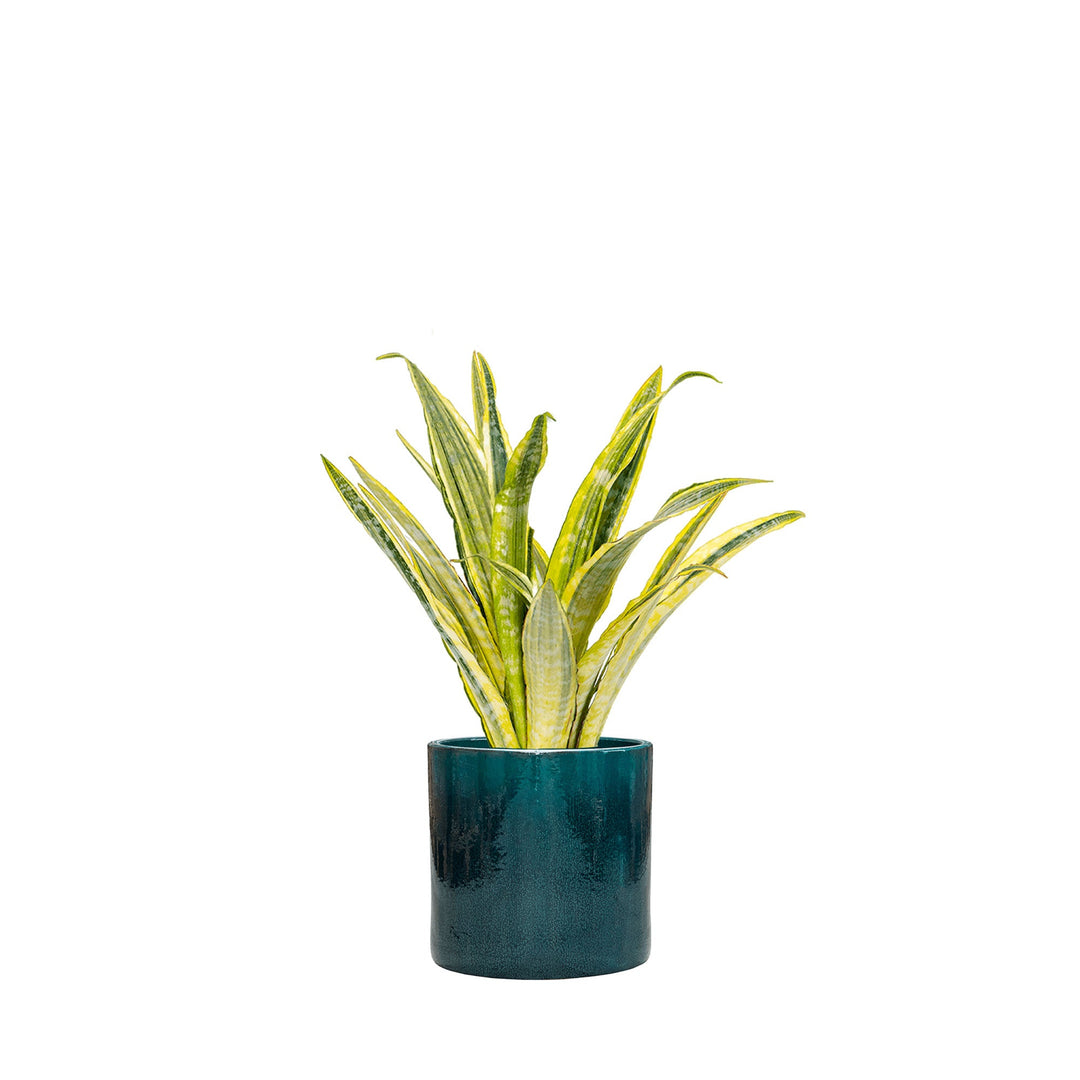 Sansevieria Cylinder30 PLANTES ET POTS DE BUREAUX Achat (HT) Bleu 