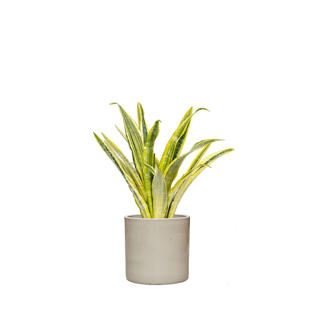 Sansevieria Cylinder30 PLANTES ET POTS DE BUREAUX Achat (HT) Gris 