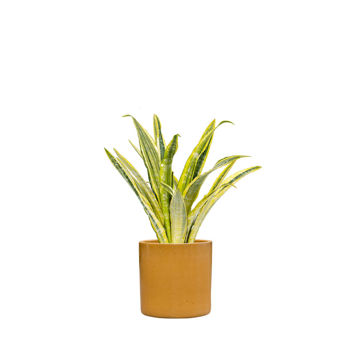 Sansevieria Cylinder30 PLANTES ET POTS DE BUREAUX Achat (HT) Miel 