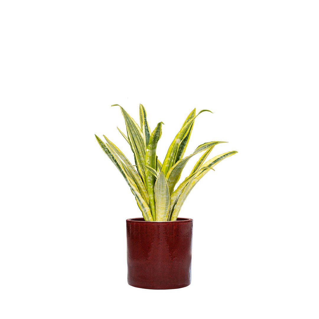 Sansevieria Cylinder30 PLANTES ET POTS DE BUREAUX Achat (HT) Rouge 