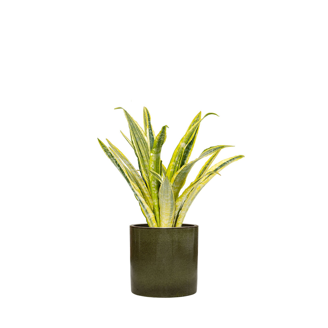 Sansevieria Cylinder30 PLANTES ET POTS DE BUREAUX Achat (HT) Vert 