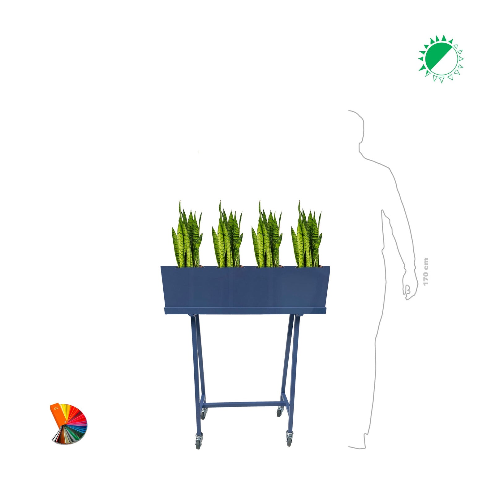 Sansevieria Green moving PLANTES ET POTS DE BUREAUX 