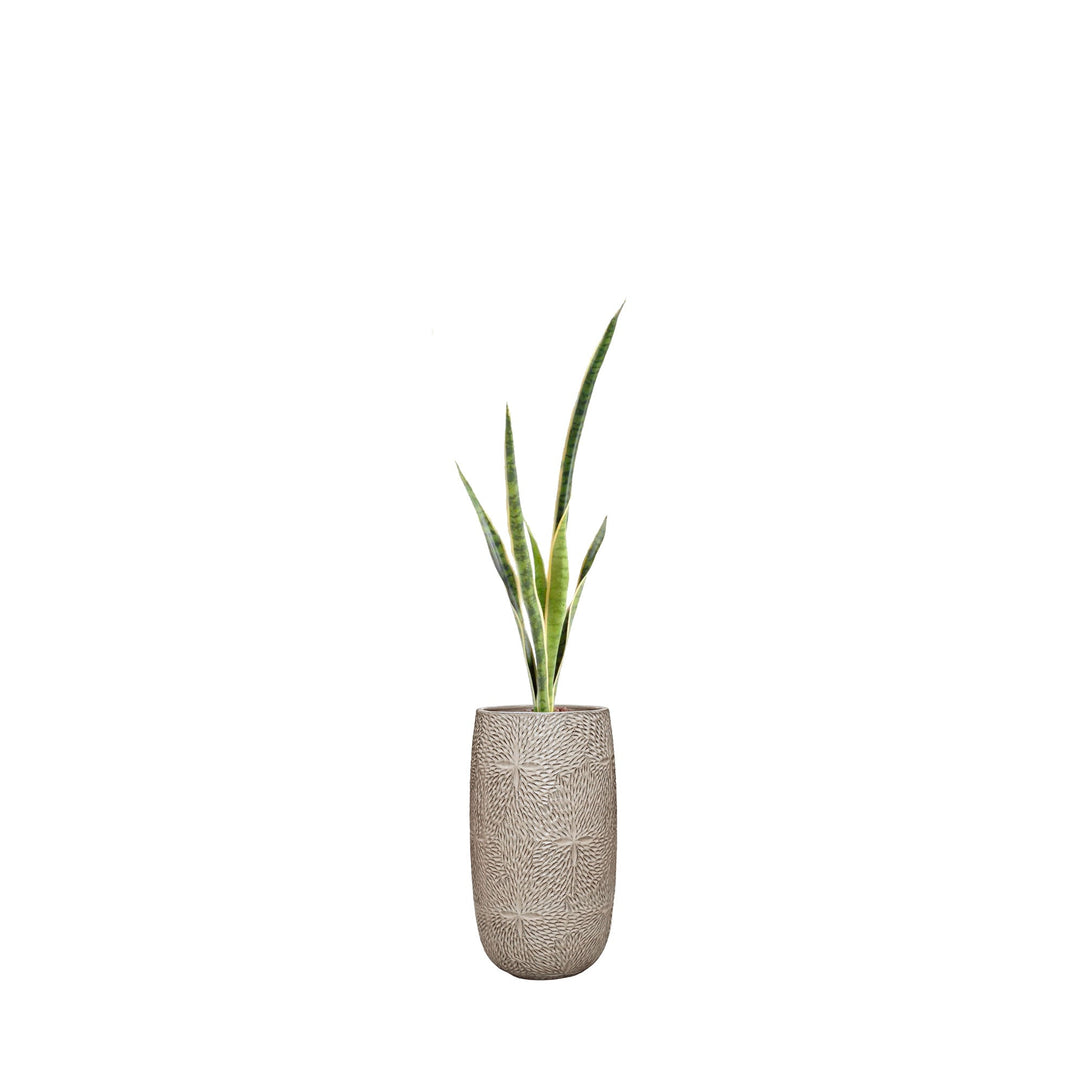 Sansevieria Marly36 PLANTES ARTIFICIELLES Location/Entretien (HT/mois) Blanc 