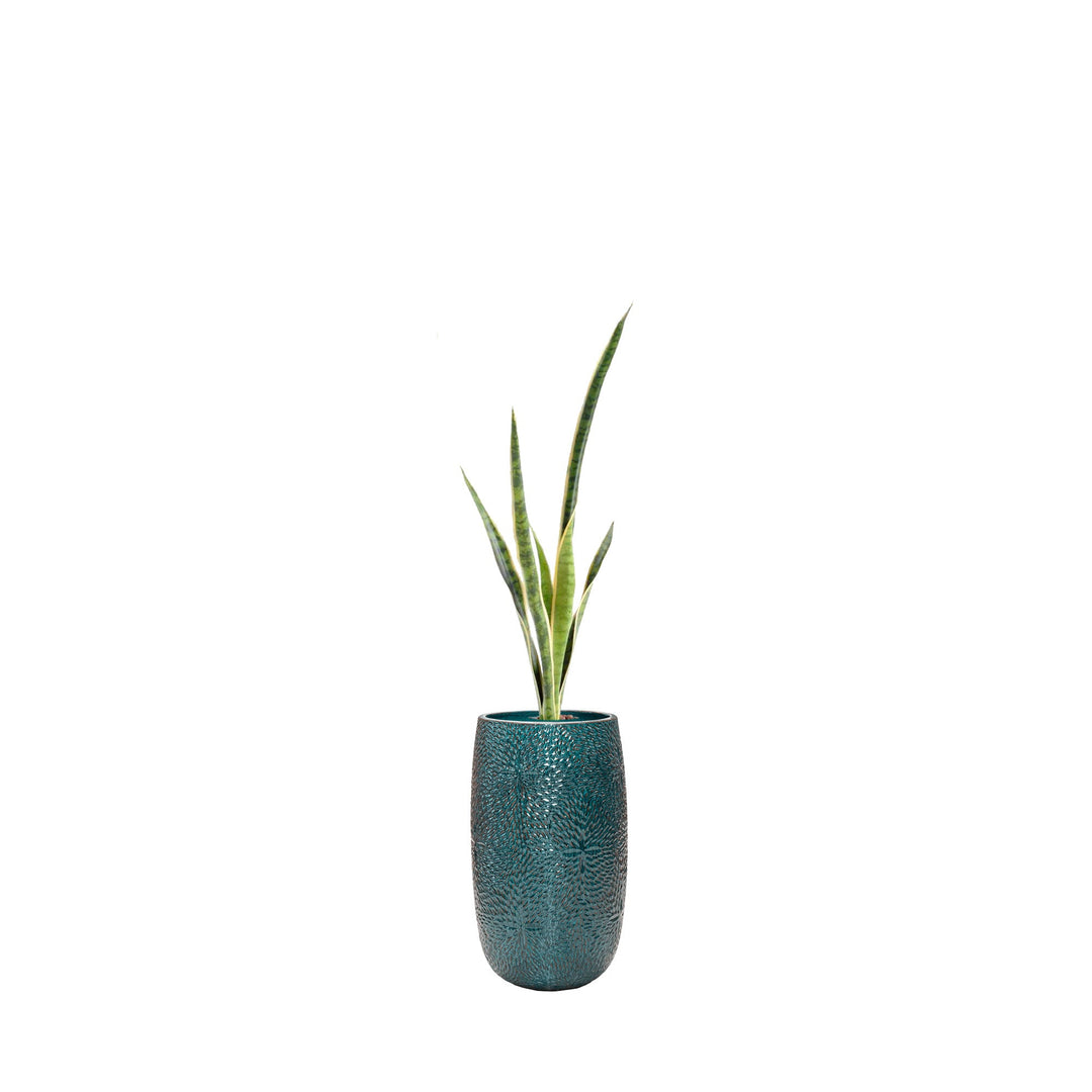 Sansevieria Marly36 PLANTES ARTIFICIELLES Location/Entretien (HT/mois) Bleu 