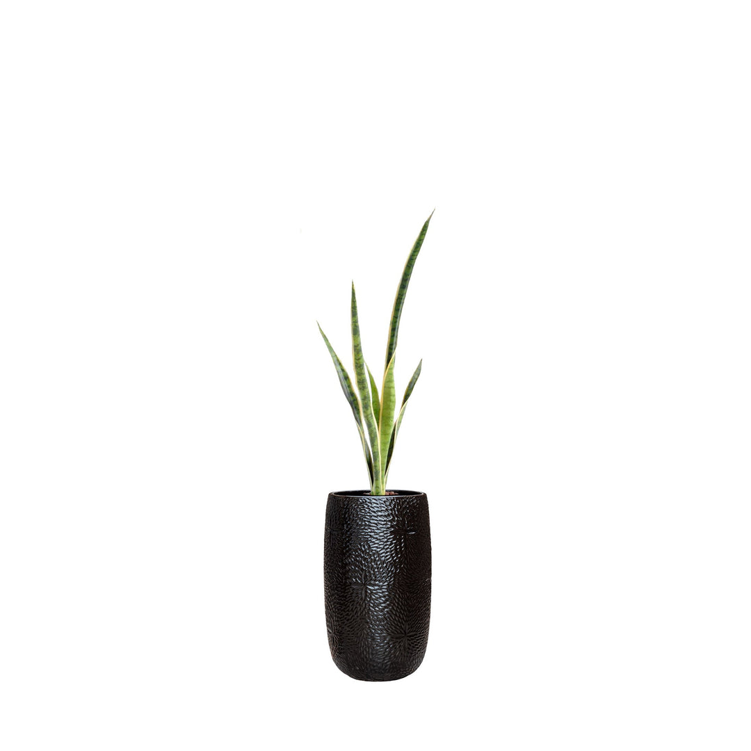 Sansevieria Marly36 PLANTES ARTIFICIELLES Location/Entretien (HT/mois) Noir 