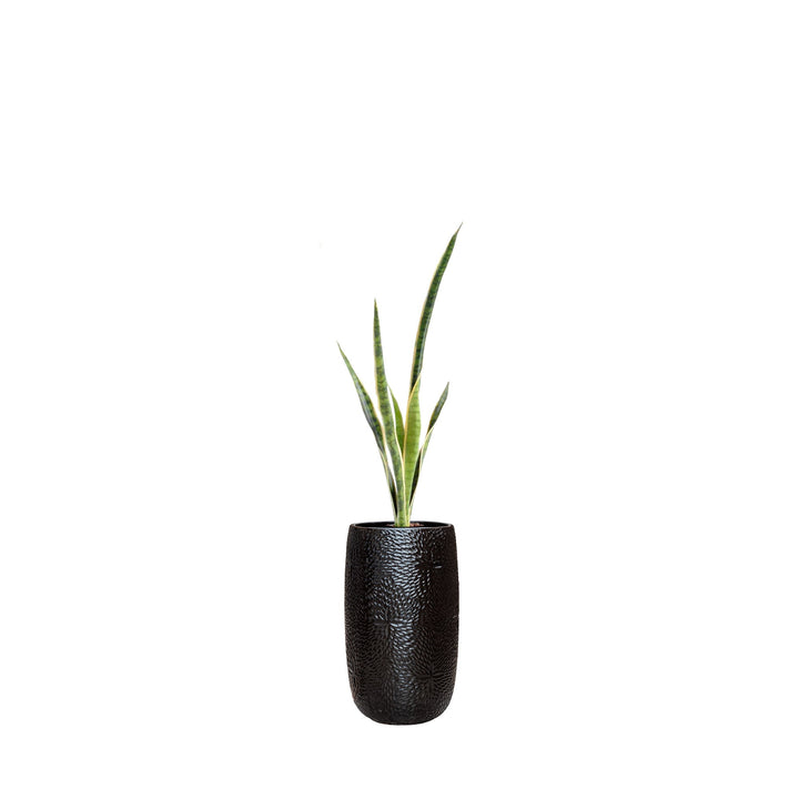 Sansevieria Marly36 PLANTES ARTIFICIELLES Location/Entretien (HT/mois) Noir 