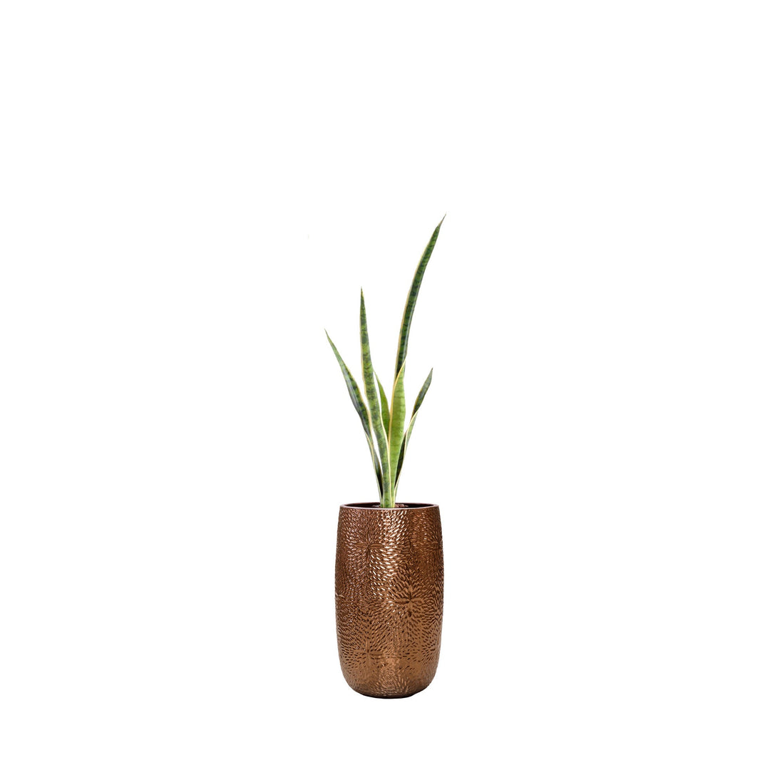 Sansevieria Marly36 PLANTES ARTIFICIELLES Location/Entretien (HT/mois) Or 