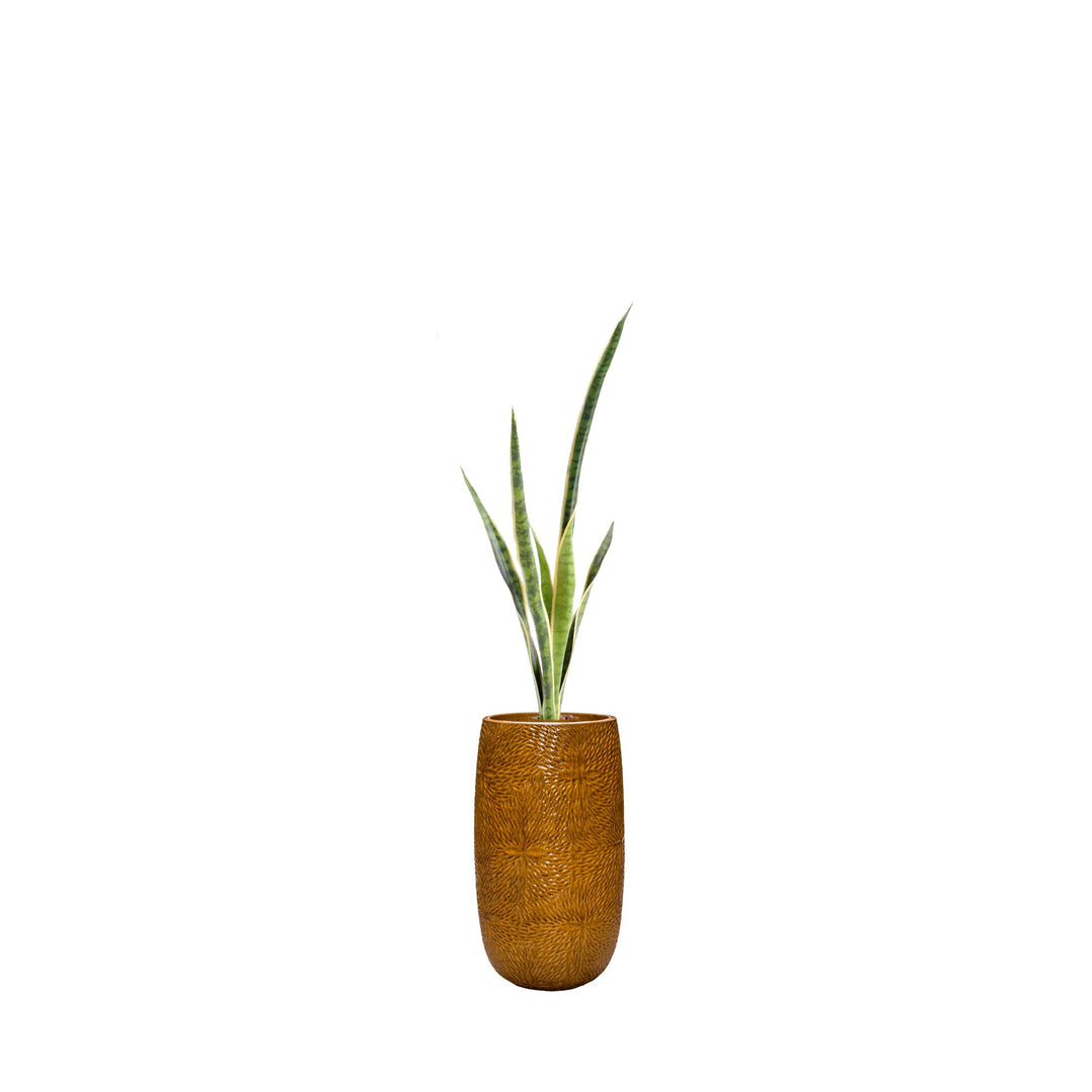 Sansevieria Marly36 PLANTES ARTIFICIELLES Location/Entretien (HT/mois) Orange 