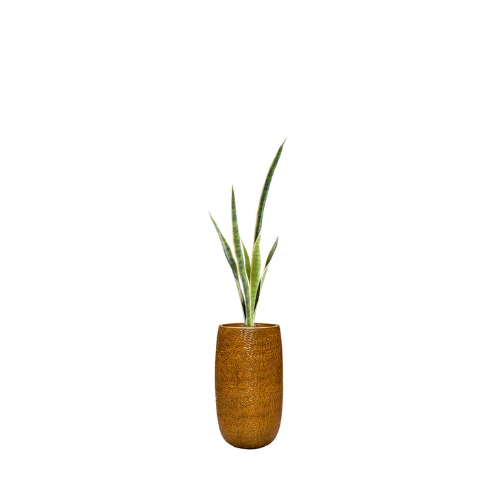 Sansevieria Marly36 PLANTES ARTIFICIELLES Location/Entretien (HT/mois) Orange 