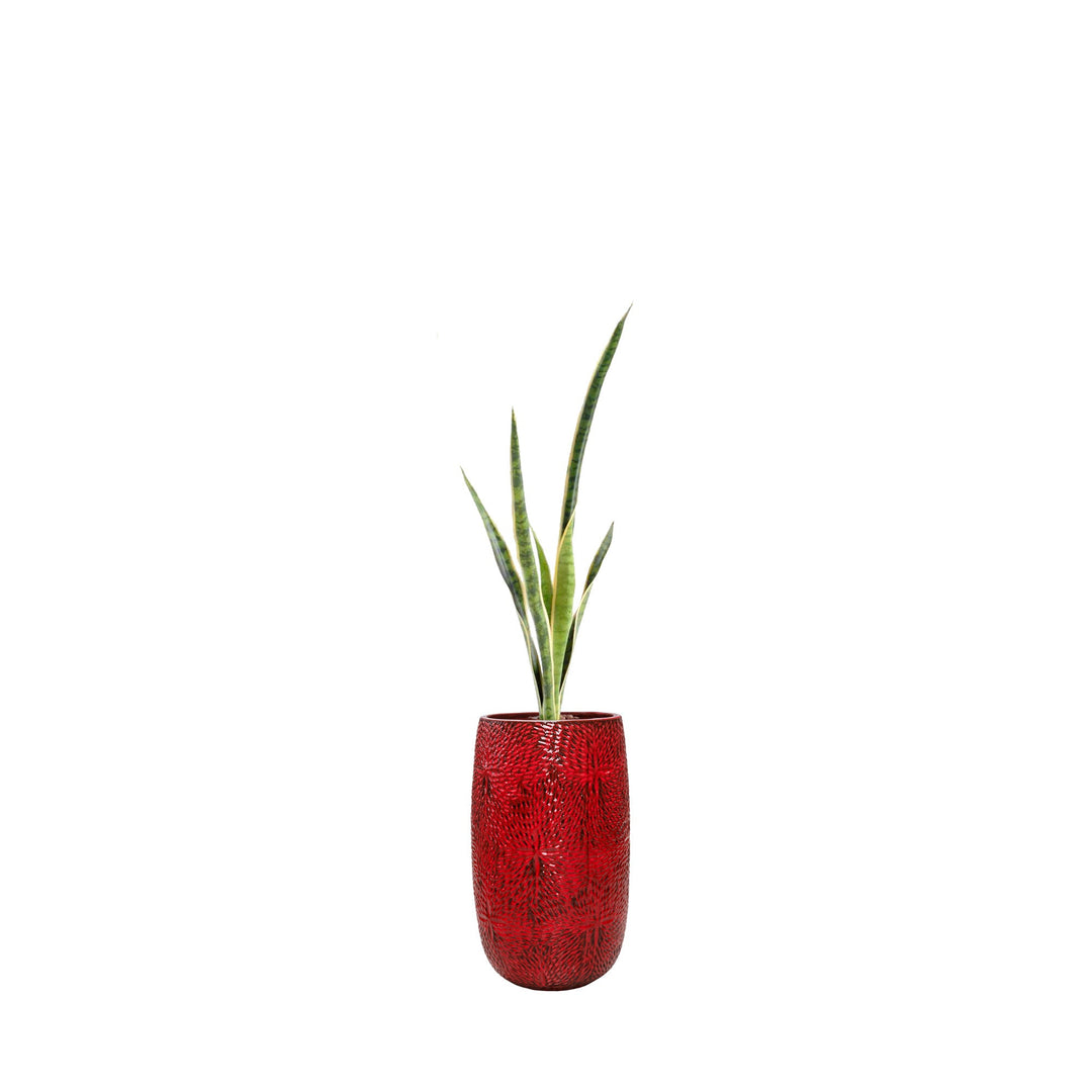 Sansevieria Marly36 PLANTES ARTIFICIELLES Location/Entretien (HT/mois) Rouge 