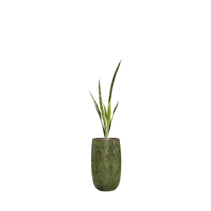Sansevieria Marly36 PLANTES ARTIFICIELLES Location/Entretien (HT/mois) Vert 
