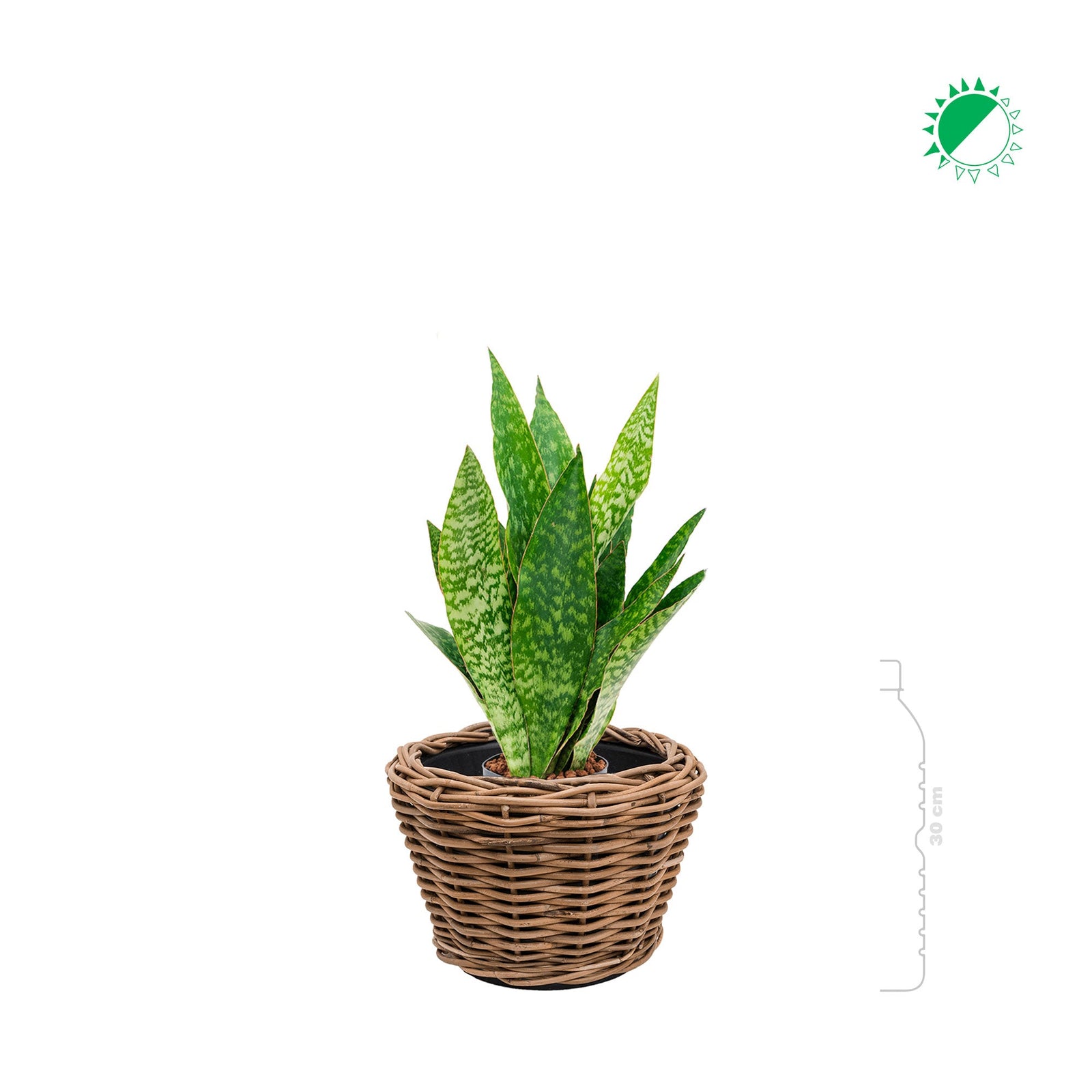 Sansevieria Osier27 PLANTES ET POTS DE BUREAUX 