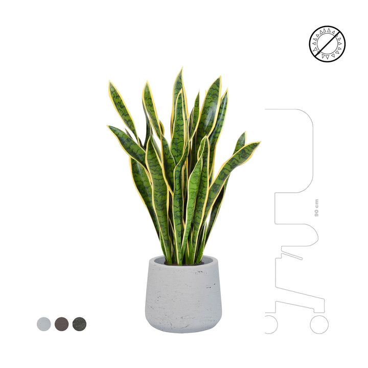 Sansevieria Rough Patt34 PLANTES ARTIFICIELLES 