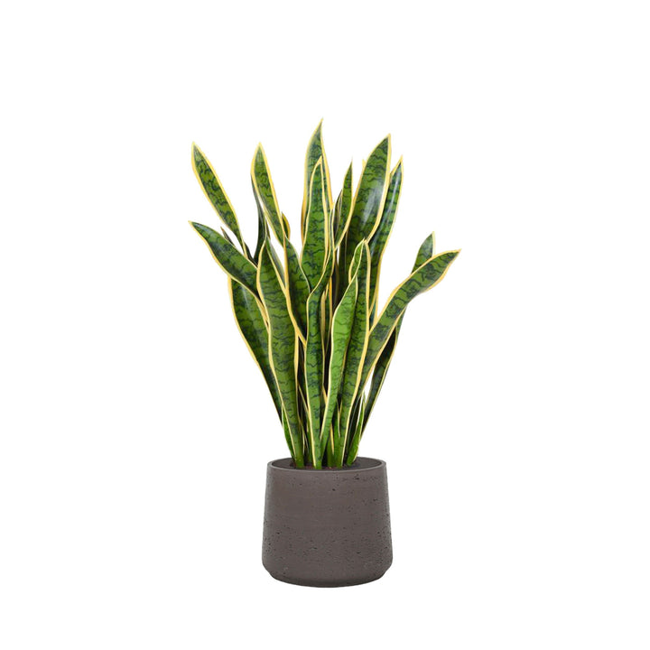 Sansevieria Rough Patt34 PLANTES ARTIFICIELLES Location/Entretien (HT/mois) Anthracite 