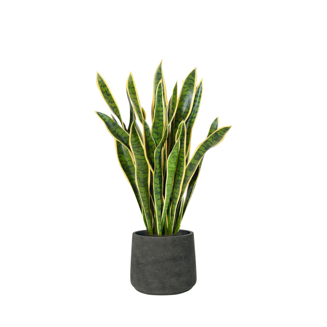 Sansevieria Rough Patt34 PLANTES ARTIFICIELLES Location/Entretien (HT/mois) Noir 