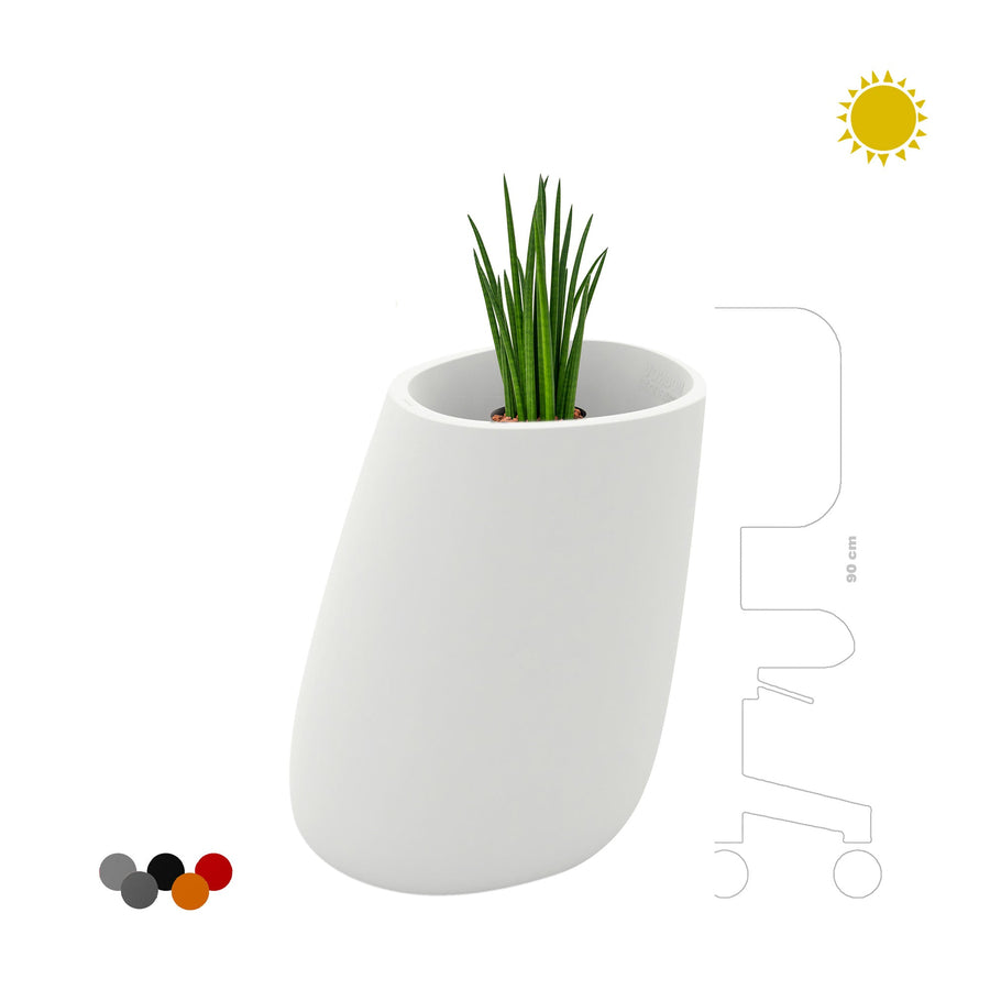 Sansevieria Stone70 PLANTES ET POTS DE BUREAUX 