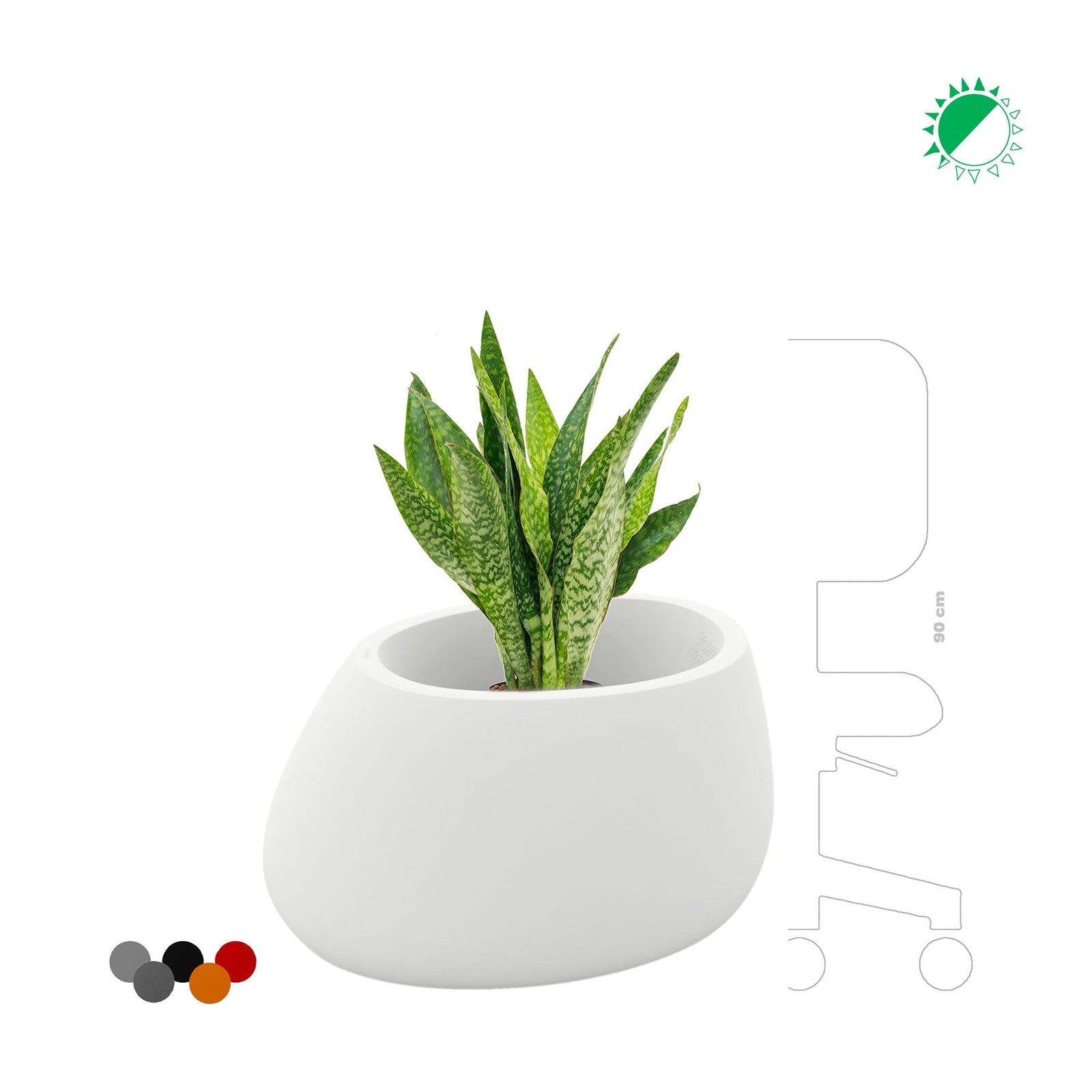 Sansevieria Stone80 PLANTES ET POTS DE BUREAUX 