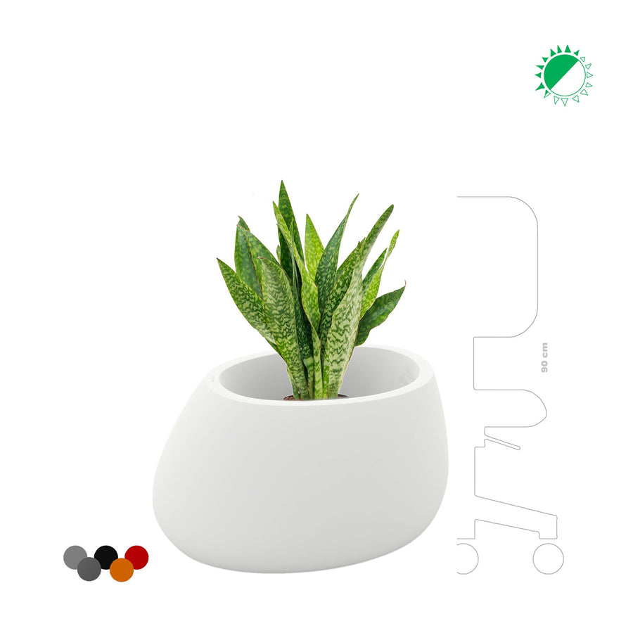Sansevieria Stone80 PLANTES ET POTS DE BUREAUX 