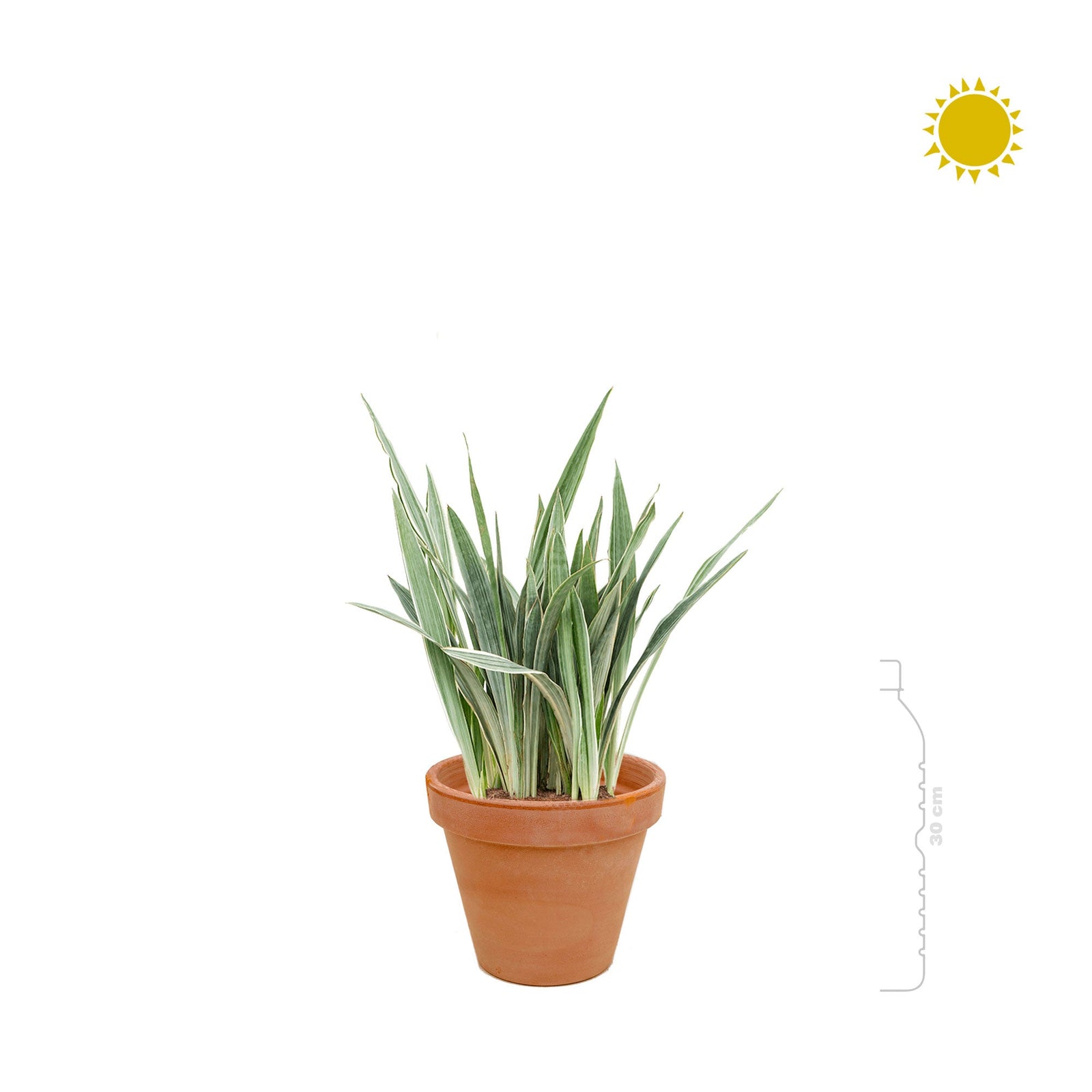 Sansevieria Terra Cotta antique PLANTES ET POTS DE BUREAUX 