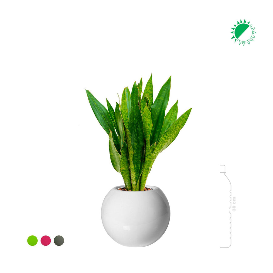 Sansevieria trifasciata "Jade" Beth31 PLANTES ET POTS DE BUREAUX 