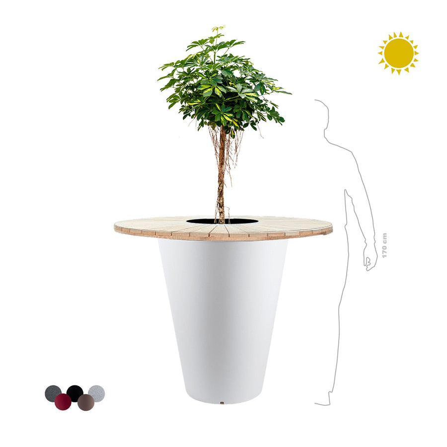 Schefflera arboricola "Mange debout" Otium PLANTES ET POTS DE BUREAUX 