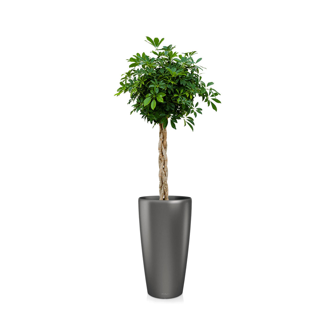 Schefflera arboricola Rondo75 PLANTES ET POTS DE BUREAUX Location/Entretien (HT/mois) Anthracite 