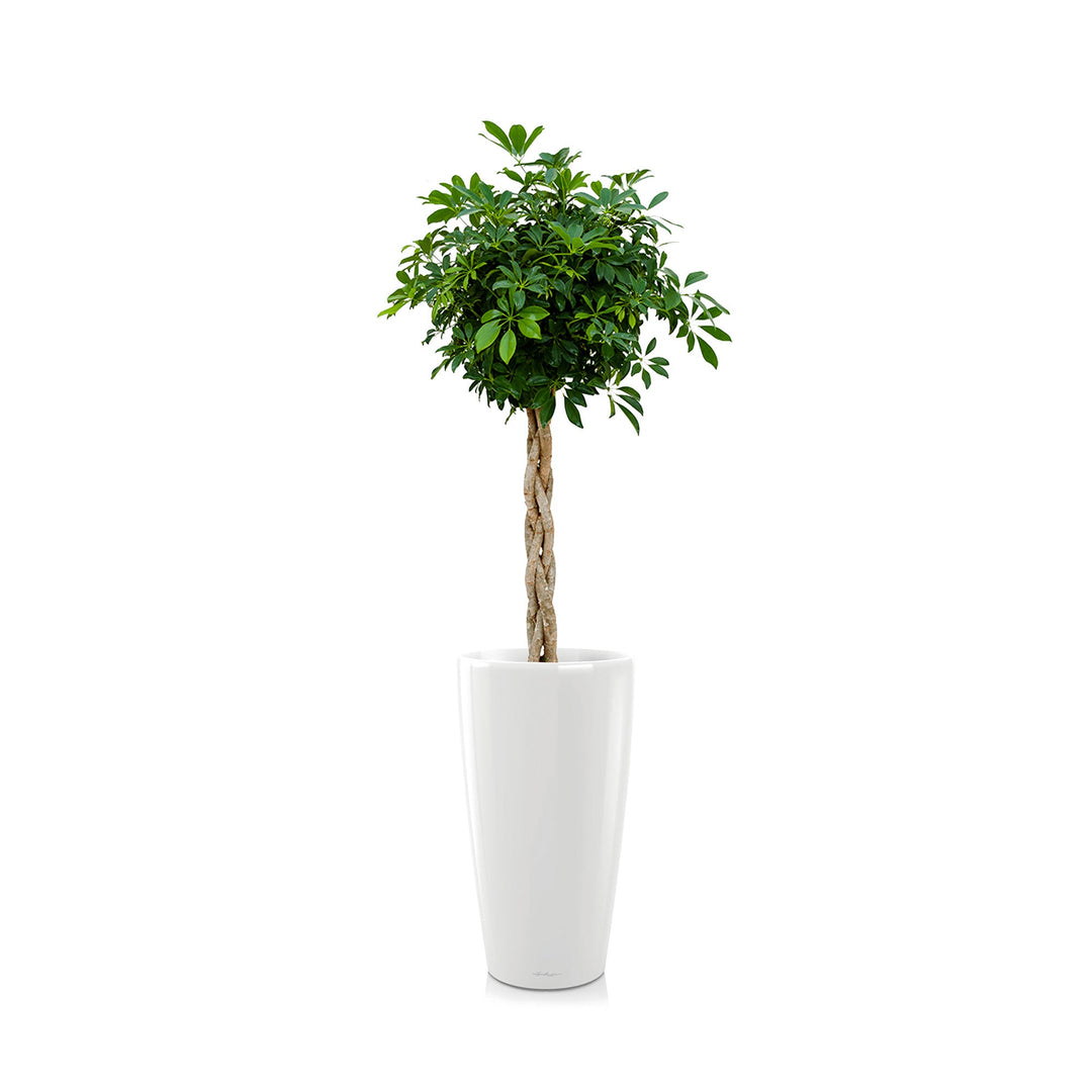 Schefflera arboricola Rondo75 PLANTES ET POTS DE BUREAUX Location/Entretien (HT/mois) Blanc 