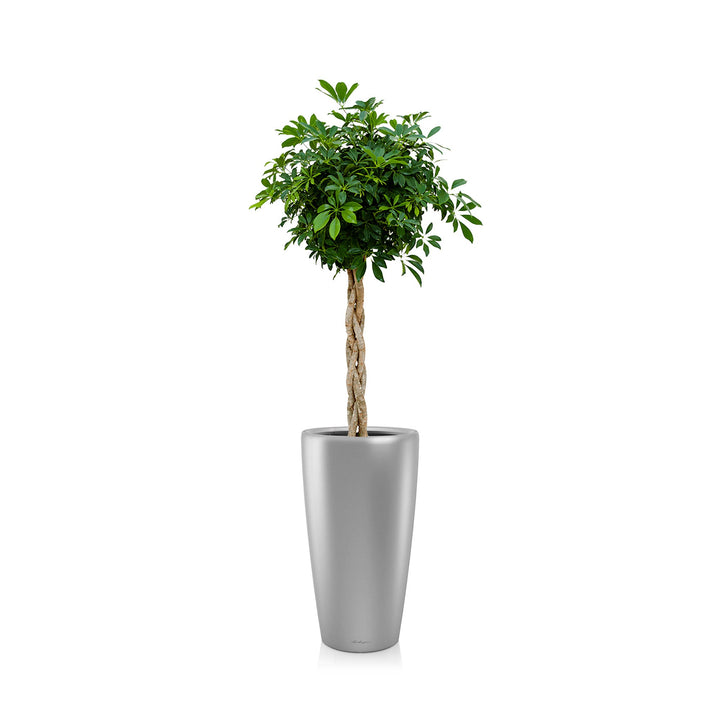 Schefflera arboricola Rondo75 PLANTES ET POTS DE BUREAUX Location/Entretien (HT/mois) Gris 