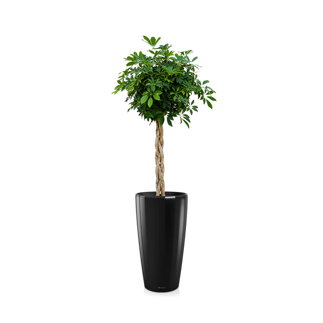 Schefflera arboricola Rondo75 PLANTES ET POTS DE BUREAUX Location/Entretien (HT/mois) Noir 