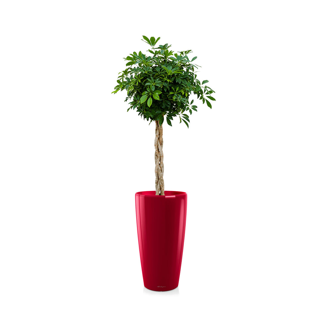 Schefflera arboricola Rondo75 PLANTES ET POTS DE BUREAUX Location/Entretien (HT/mois) Rouge 