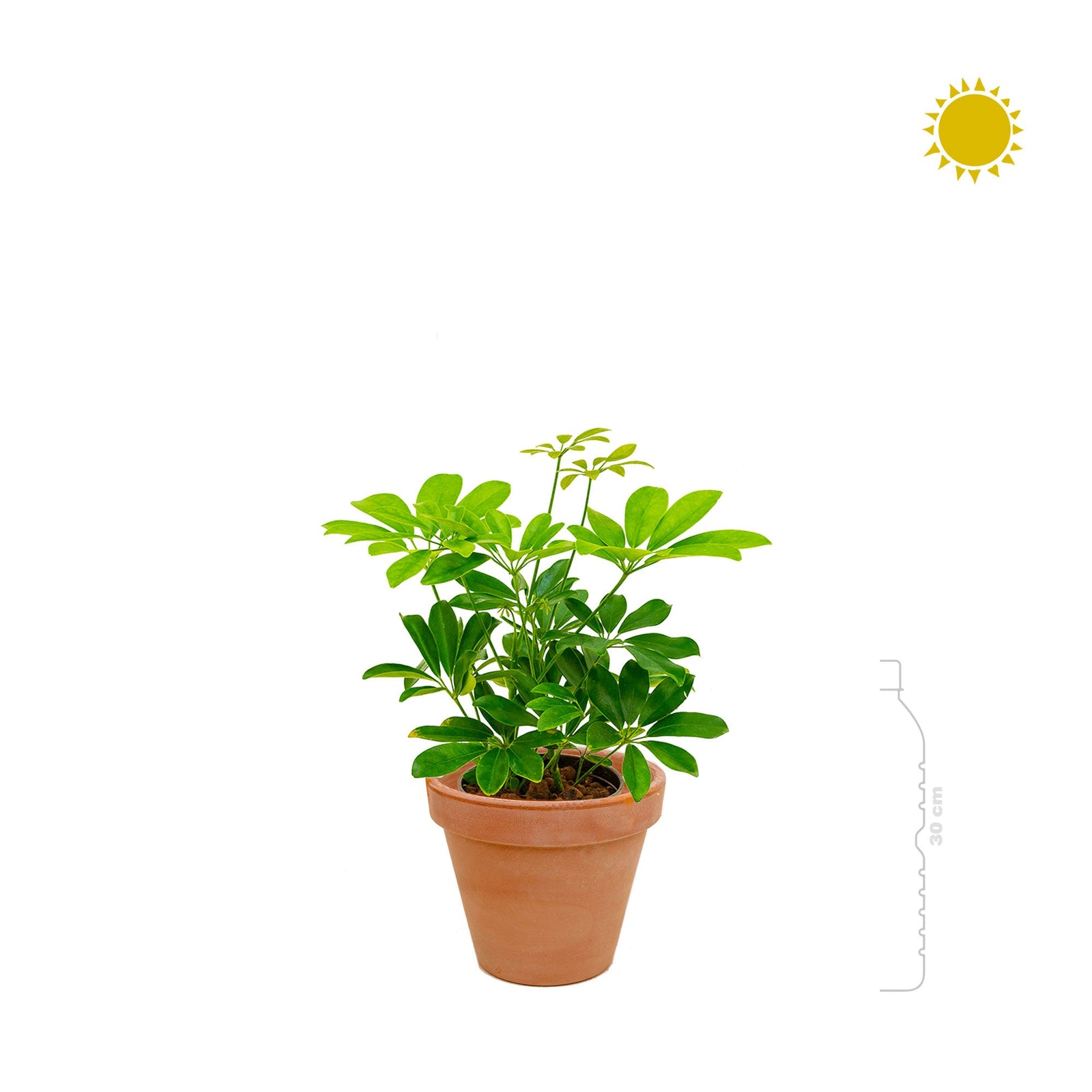Schefflera arboricola Terra Cotta antique PLANTES ET POTS DE BUREAUX 
