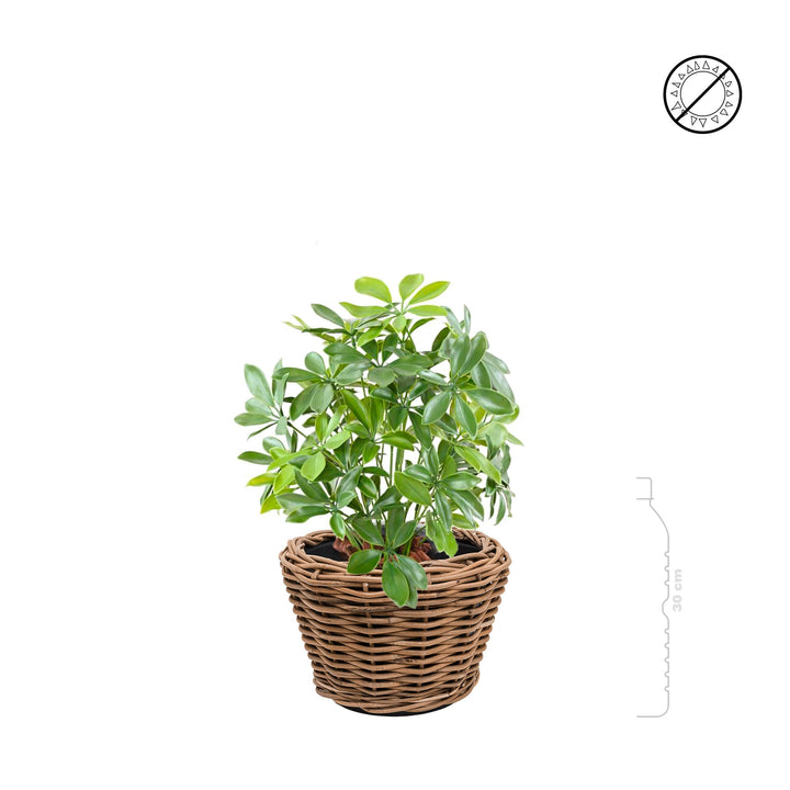 Schefflera Rattan PLANTES ARTIFICIELLES 