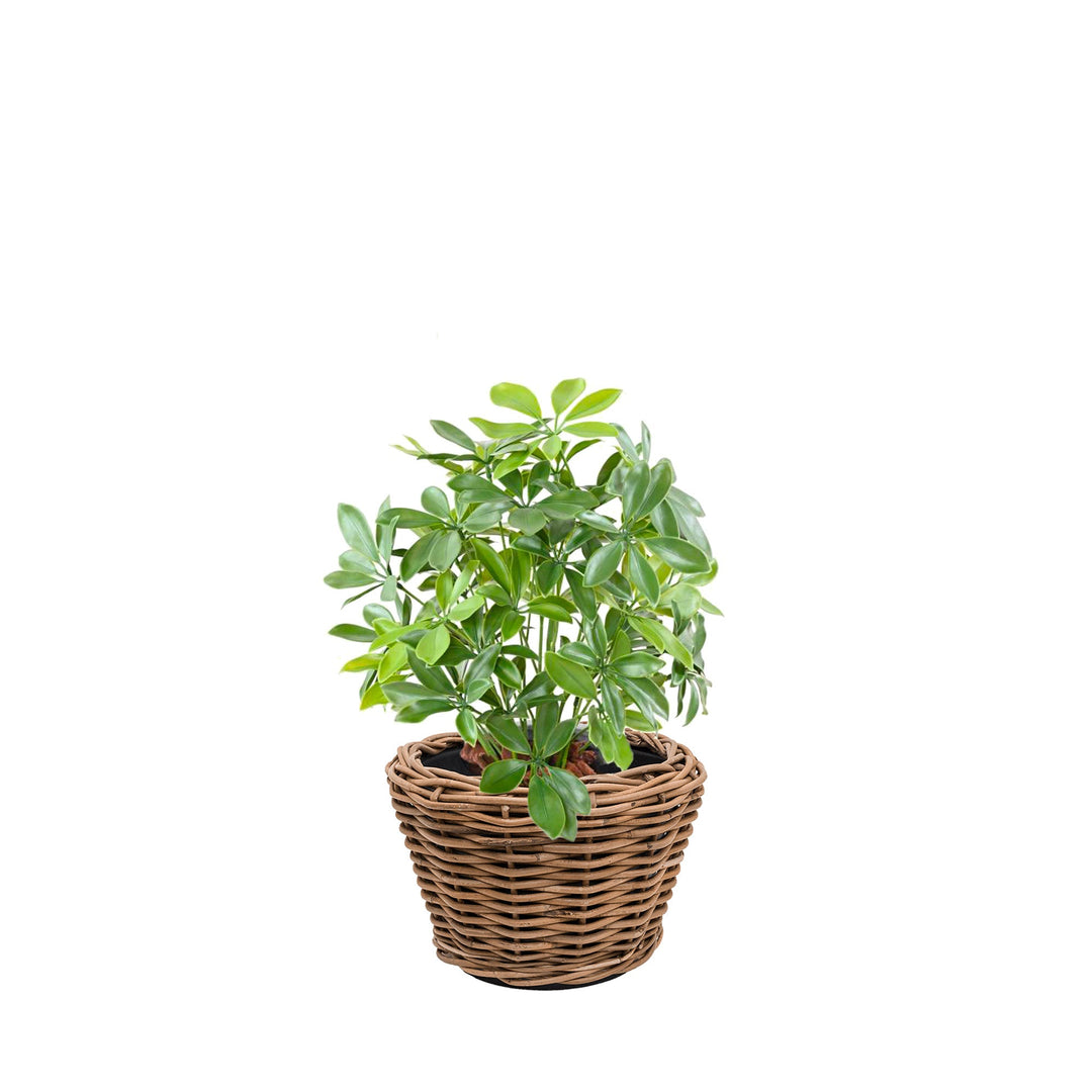 Schefflera Rattan PLANTES ARTIFICIELLES Achat (HT) Naturel 