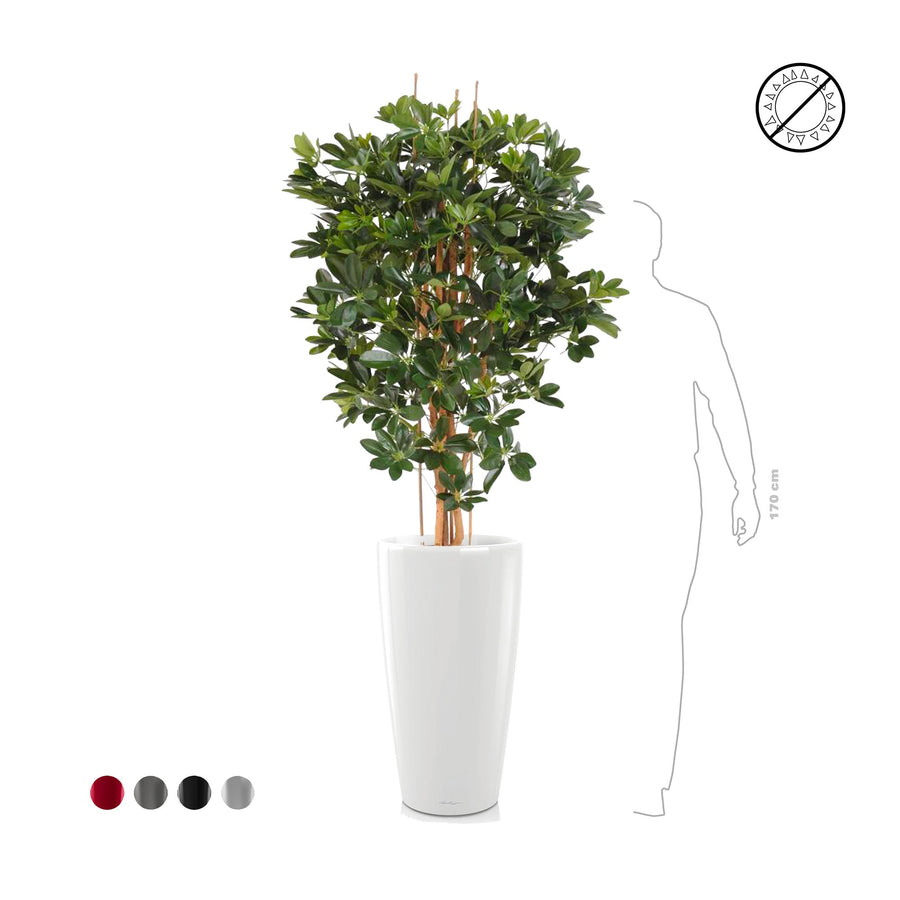 Schefflera Rondo75 PLANTES ARTIFICIELLES 