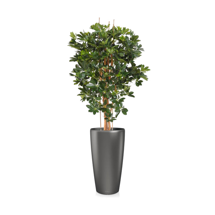 Schefflera Rondo75 PLANTES ARTIFICIELLES Achat (HT) Anthracite 