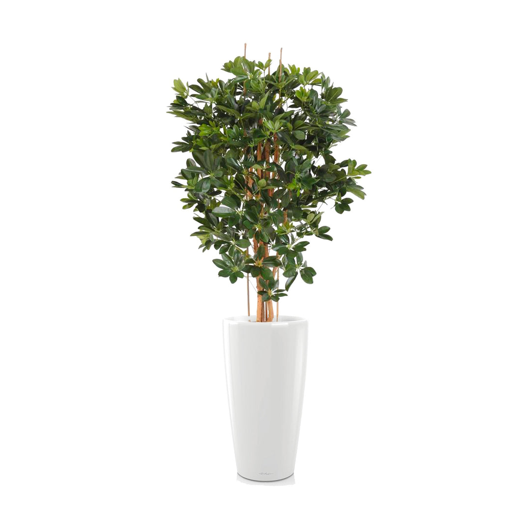 Schefflera Rondo75 PLANTES ARTIFICIELLES Achat (HT) Blanc 