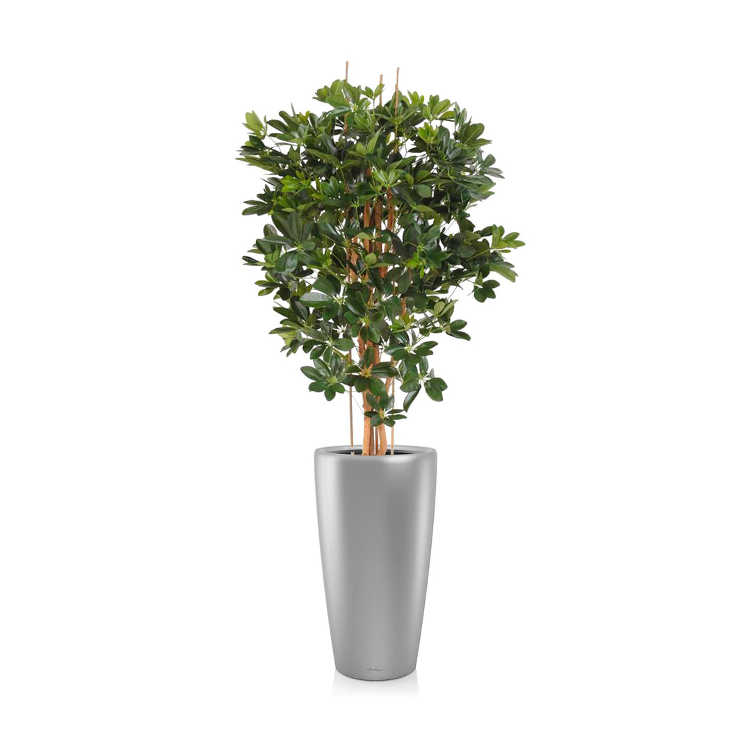 Schefflera Rondo75 PLANTES ARTIFICIELLES Achat (HT) Gris 