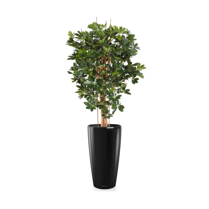 Schefflera Rondo75 PLANTES ARTIFICIELLES Achat (HT) Noir 