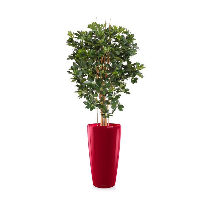 Schefflera Rondo75 PLANTES ARTIFICIELLES Achat (HT) Rouge 