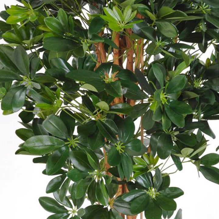 Schefflera Rondo75 PLANTES ET POTS DE BUREAUX 