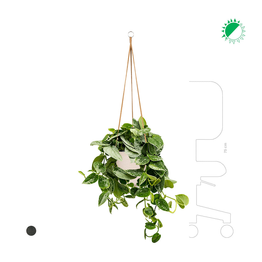 Scindapsus pictus Rough Charlie Hanging PLANTES ET POTS DE BUREAUX 