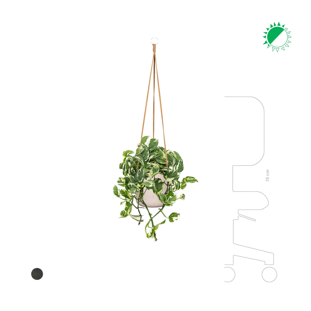 Scindapsus Rough Charlie Hanging PLANTES ET POTS DE BUREAUX 