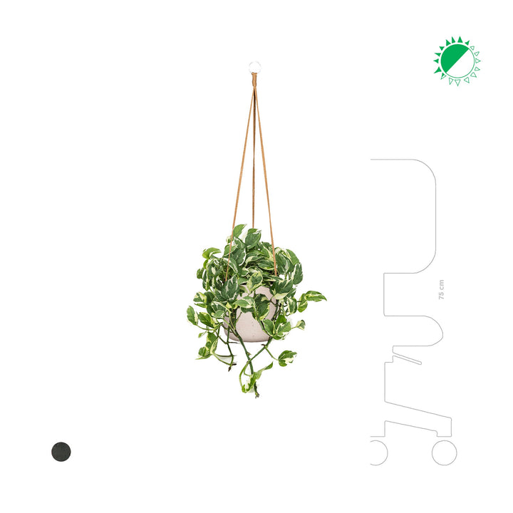 Scindapsus Rough Charlie Hanging PLANTES ET POTS DE BUREAUX 