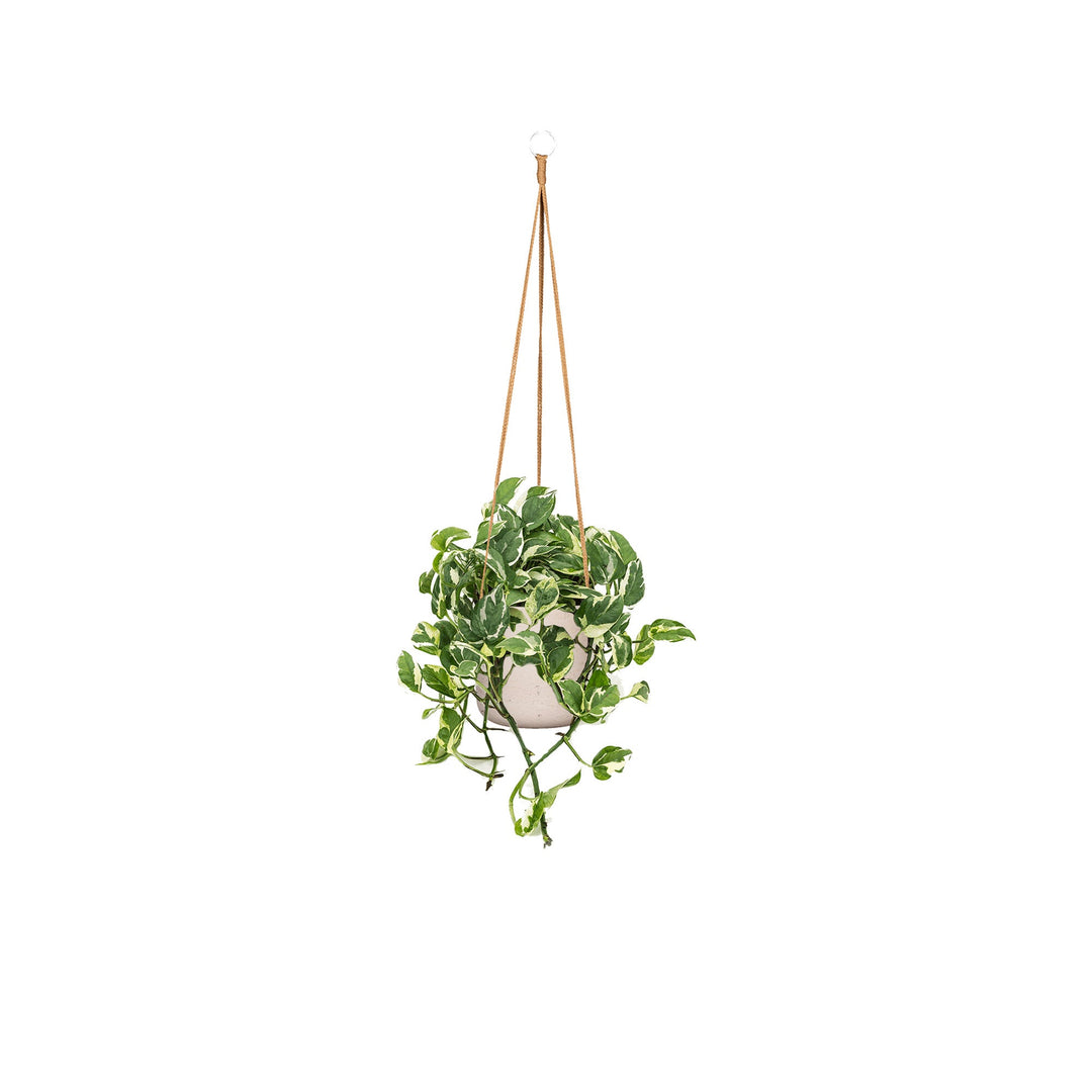 Scindapsus Rough Charlie Hanging PLANTES ET POTS DE BUREAUX Location/Entretien (HT/mois) Gris 