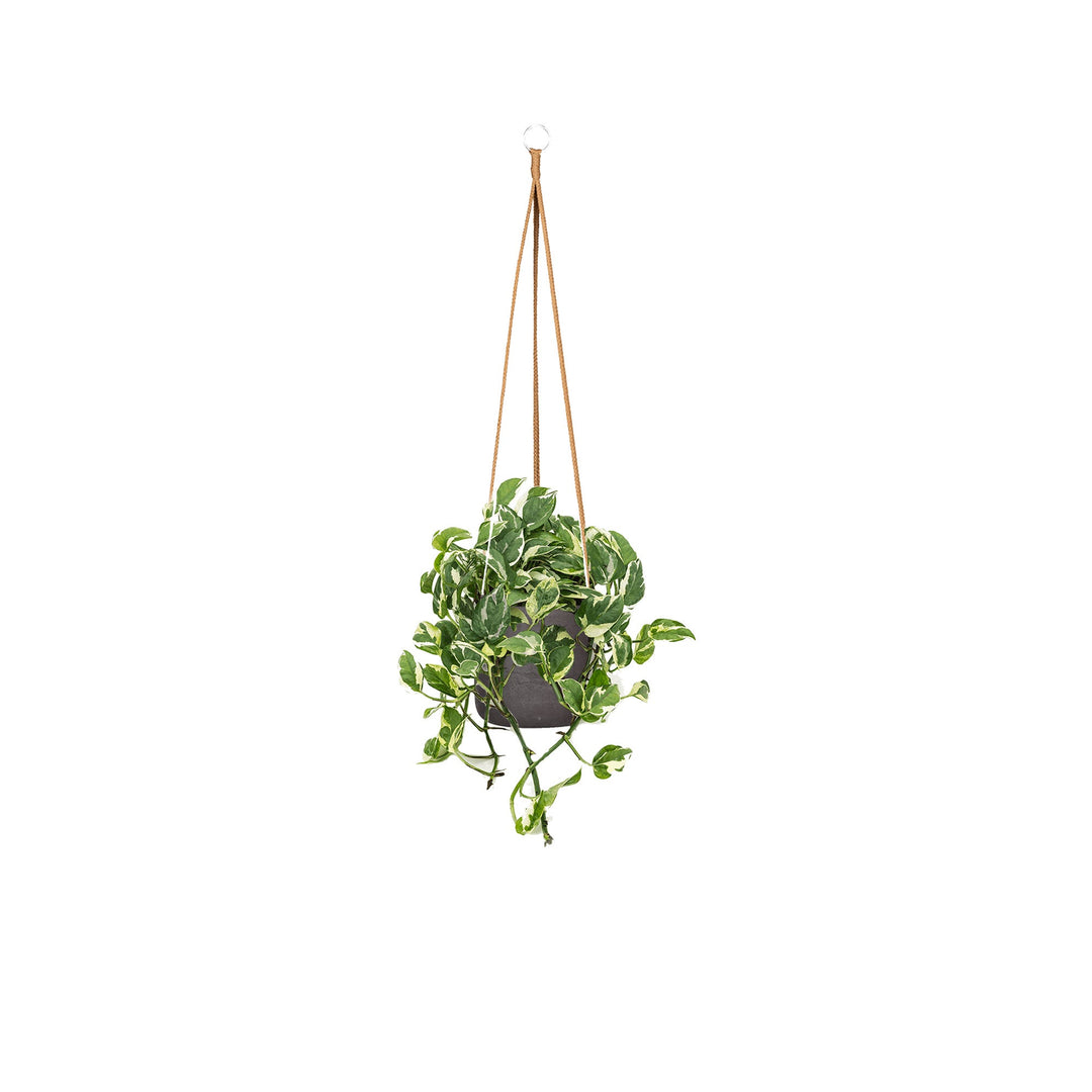 Scindapsus Rough Charlie Hanging PLANTES ET POTS DE BUREAUX Location/Entretien (HT/mois) Noir 