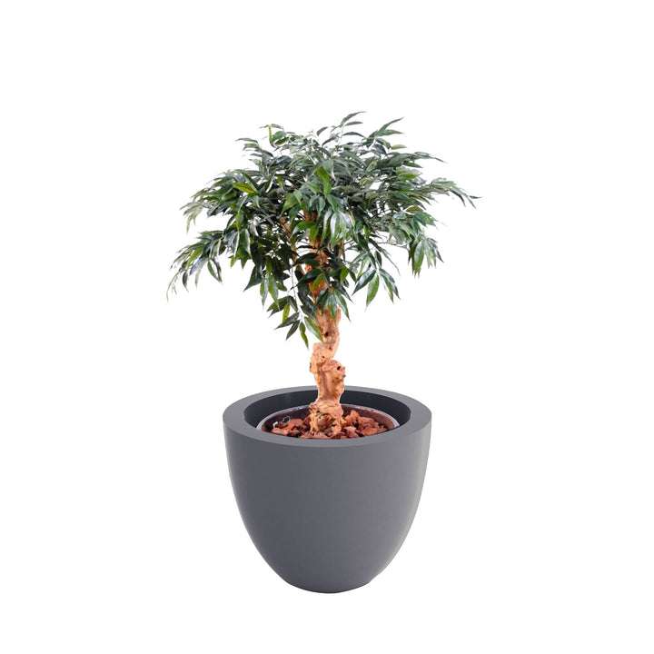 Shirakashi Cuenco40 PLANTES ARTIFICIELLES Location/Entretien (HT/mois) Gris 