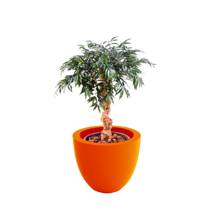 Shirakashi Cuenco40 PLANTES ARTIFICIELLES Location/Entretien (HT/mois) Orange 