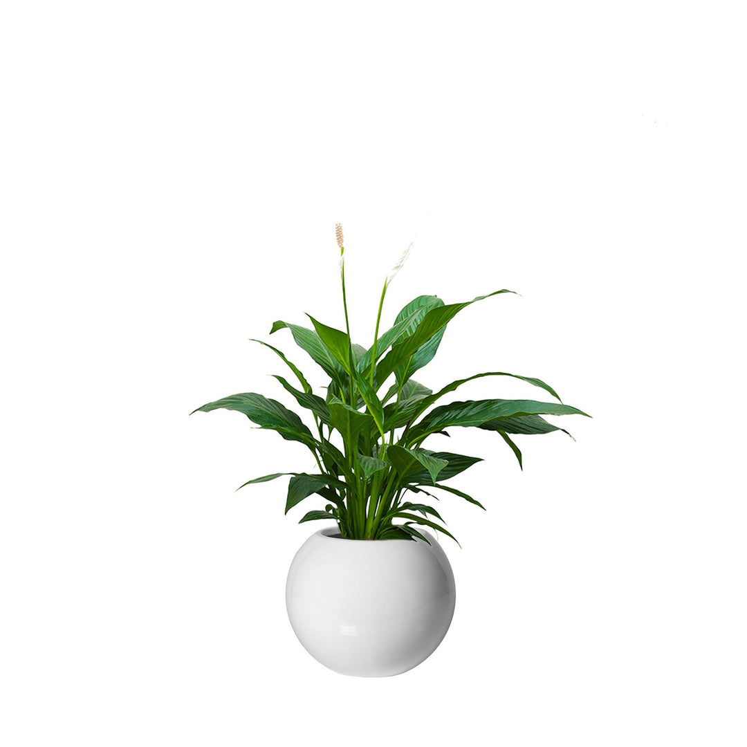 Spathiphyllum Beth31 PLANTES ET POTS DE BUREAUX 